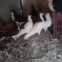 کبوتر ساده|پرنده|بیرجند, |دیوار