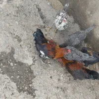 مرغ و خروس گلین