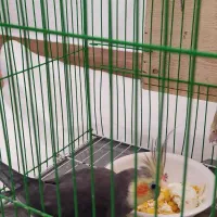 عروس هلندی مادر و پدر|پرنده|رشت, گلزاران|دیوار