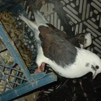 کبوتر شازده