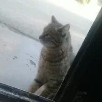 گربه خانگی رایگان میدم کسی که بدونم واس خودشه