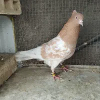 کبوترکله ای