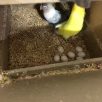 برزیلی ماده تک و جفت مولد|پرنده|یزد, |دیوار