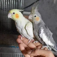۲ جفت عروس هلندی و تعدای تکی دستی و سالم|پرنده|مشهد, طرق|دیوار