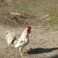 گلین خروس|حیوانات مزرعه|تاتار علیا, |دیوار