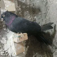 کیف کفش