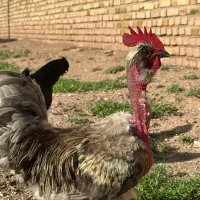 خروس گردن لختی