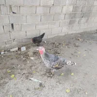 یک جفت بوقلمون ماده