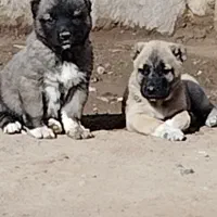 واگذاری توله سگ‌‌‌ سرابی نر و ماده|سگ|سراب, |دیوار