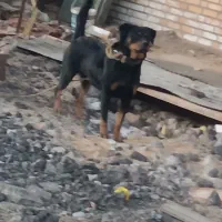 سگ رودفایلر ماده