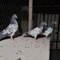کبوتر جوجه تیدی پاکستانی|پرنده|شاهین‌شهر, طالقانی|دیوار