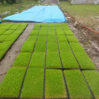 ۷۸ قالب نشاء (توم) هاشمی