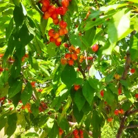 فروشنده واقعی  باغ شهری 750متری|فروش زمین و ملک کلنگی|شیراز, سجادیه|دیوار