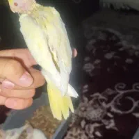 عروس لوتینو زعفرونی