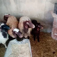 دو راس میش وبره باب داشتی جوان|حیوانات مزرعه|دره شهر, |دیوار