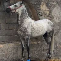 کشش نریون کوردسیلمی کره کامران جهت کشش|اسب و تجهیزات اسب‌سواری|فلاورجان, |دیوار