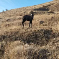 اسب مادیان همراه کره نر ۲ ماهه|اسب و تجهیزات اسب‌سواری|تبریز, |دیوار