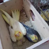 عروس جوجه ۲ماهه