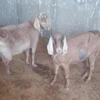 دوبز آبستن‌بهترین نژاد