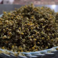 فروش گل بابونه خشک