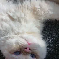 گربه پرشین هیمالیا