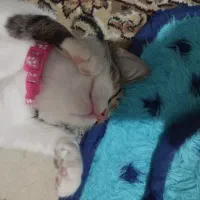 گربه|گربه|کرمان, |دیوار