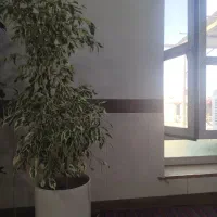 گل بنجامین ،بنجامین ابلغ ،بنجامین آمستل|گل و گیاه طبیعی|بناب, |دیوار