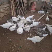 غاز سالم سرحال نرو ماده|حیوانات مزرعه|فیروزآباد (لرستان), |دیوار