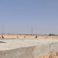 ساده زرد|پرنده|زابل, |دیوار