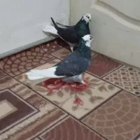 اگه کفتر بازی حتما نگاه کن|پرنده|اسلامشهر, چیچکلو|دیوار