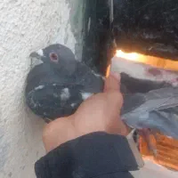 کبوتر
