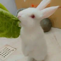 خرگوش سفید|موش و خرگوش|یزد, |دیوار