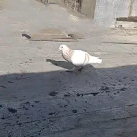 کبوتر کرم زرد