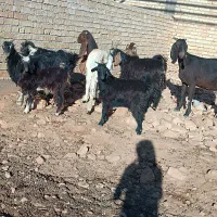 بز کهره بره|حیوانات مزرعه|شیراز, تپه تلویزیون|دیوار