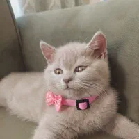 گربه|گربه|لاهیجان, شهرک سلمان فارسی|دیوار