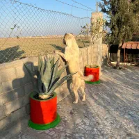 سگ آلابای
