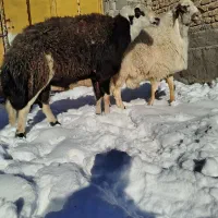 یک عدد قوچ کر پلنگی و یک قوچ افشاری سفید