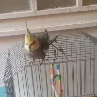 عروس هلندی نر سخنگو|پرنده|مرودشت, ثبت احوال|دیوار