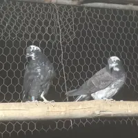 جوجه کبوتر پرشی قاره دم سفید|پرنده|فولادشهر, A1|دیوار