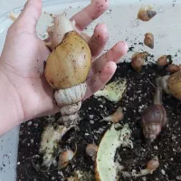 جوجه حلزون برای کار در منزل|خزنده|کرج, عظیمیه|دیوار