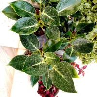 گل با قیمت مناسب