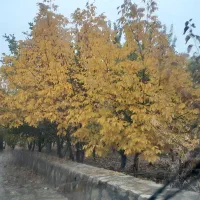 فروش و معاوضه خانه باغ دور زریبار (باقی هم میدم)|فروش خانه و ویلا|مریوان, |دیوار