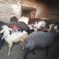 قورچ پلنگی