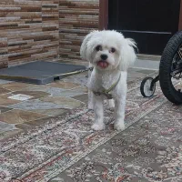 سگ خونگی فروش فوری|سگ|کاشان, شهرک ۲۲ بهمن|دیوار