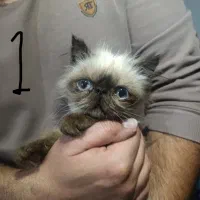 واگذاری گربه های هیمالین قیمت پایین