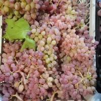 انگور قرمز