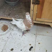 خال زرد افشون