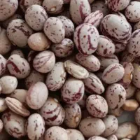 لوبیا چیتئ درجه یک ورب ۲کیلویی