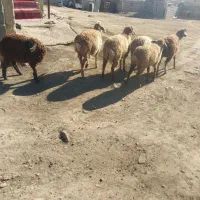 بره ۶ عدد ۳عددماده ۳عدد نر ۶۵ میلیون جعم کلی