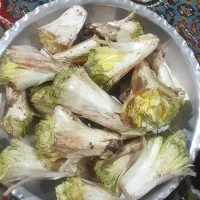 کنگر گپه و خوشمزه تازه